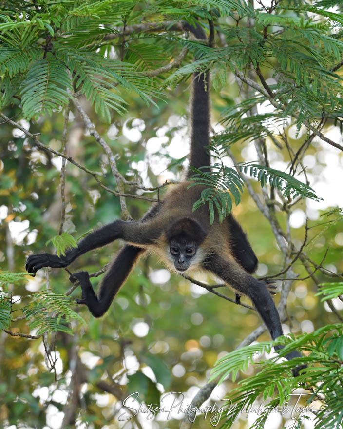 Spider Monkey Hanging By Tail 20190409 050047