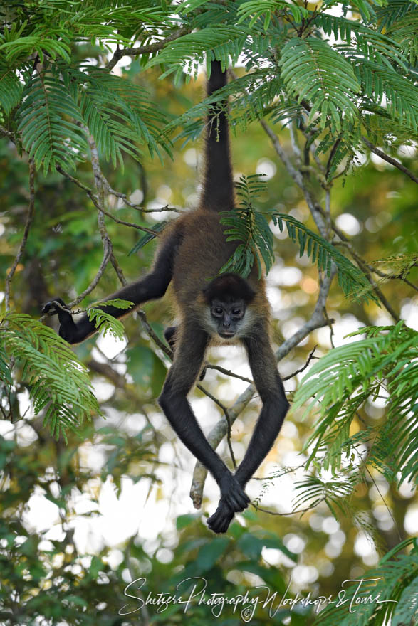 Spider Monkey Hanging From Tree 20190409 050058