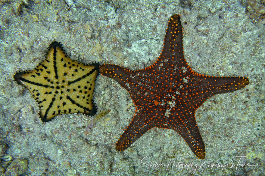 Starfish Holding Hands