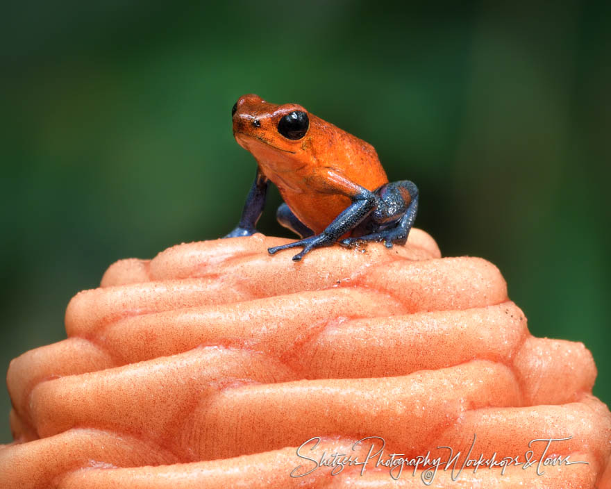 Strawberry Poison Dart Frog in Costa Rica