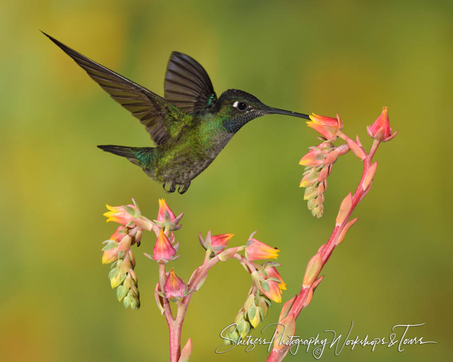 Talamanca Hummingbird 20190412 114936