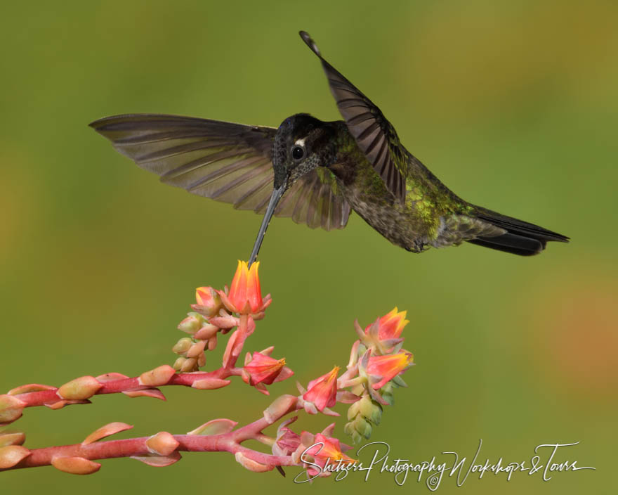 Talamanca Hummingbird Feeding