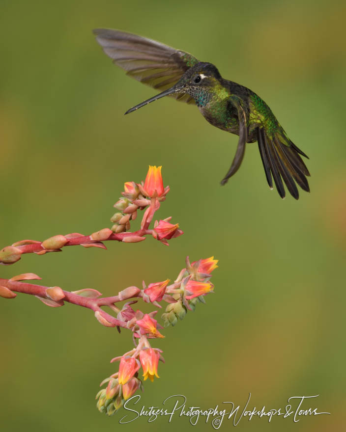 Talamanca Hummingbird Hovering