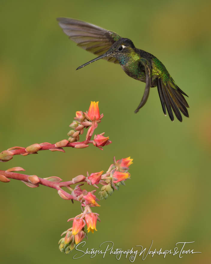 Talamanca Hummingbird Hovering 20190412 150114