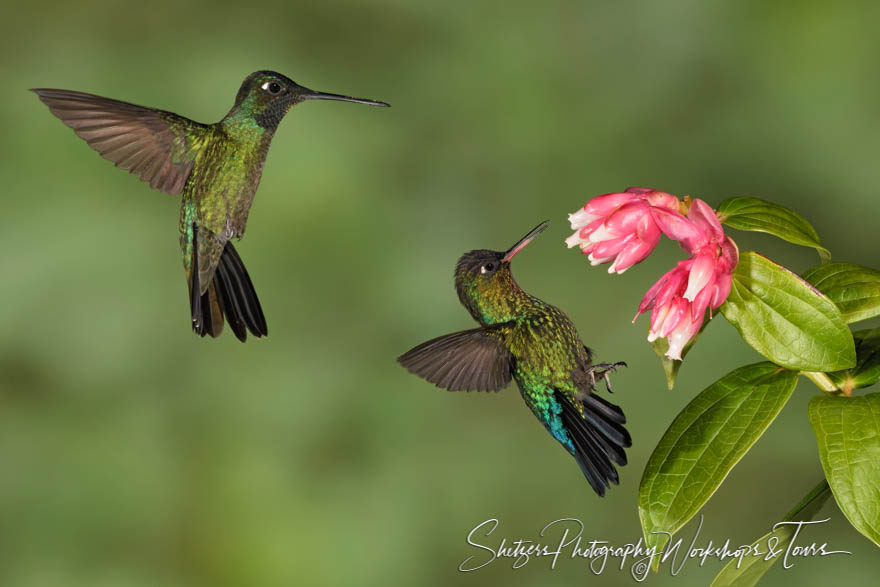 Talamanca Hummingbird and Fiery Throated Hummingbird 20190412 125144