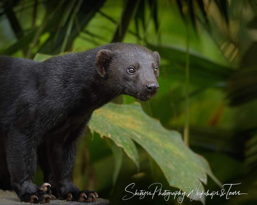 Tayra in Costa Rican Cloud Forest 20190421 063702