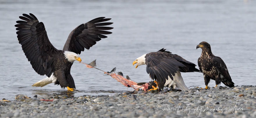 Three Bald Eagles Eating Fish