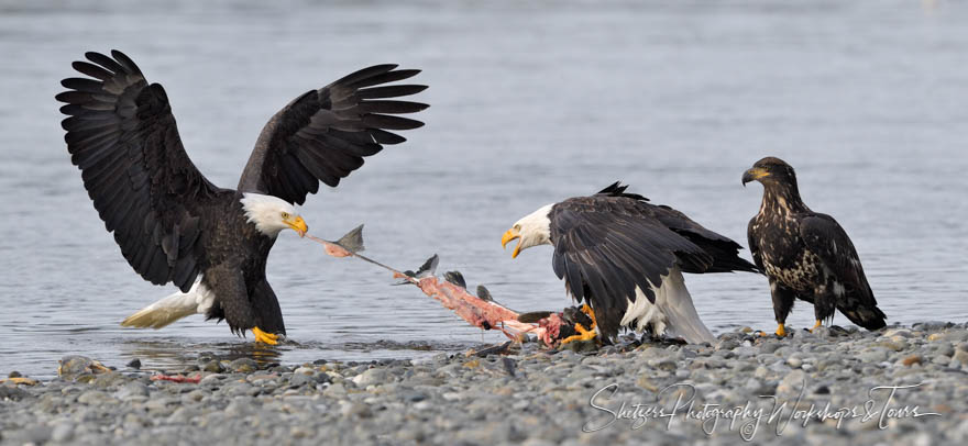 Three Bald Eagles Eating Fish 20191102 122804