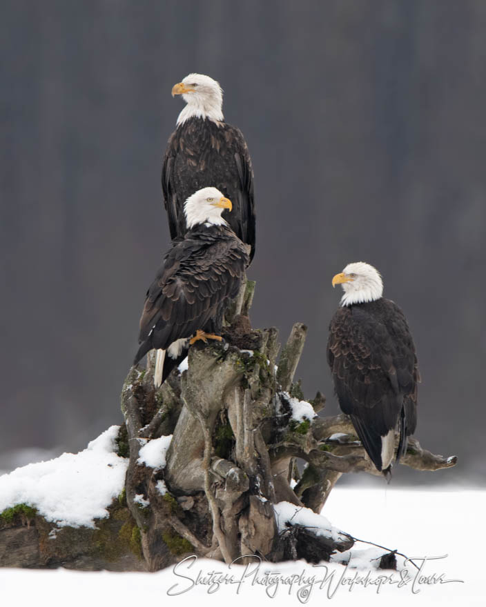 Three Bald Eagles Together