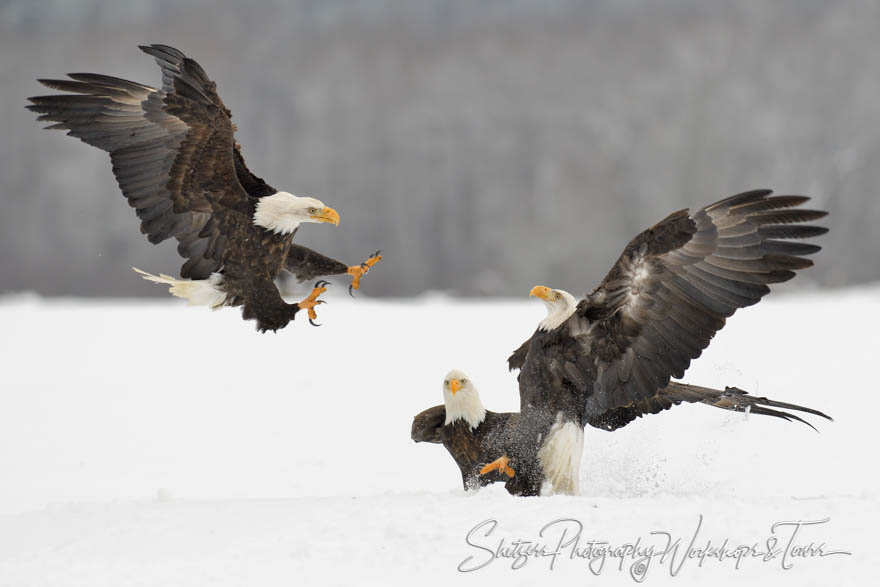 Three Bald Eagles in Alaska 20181117 125059