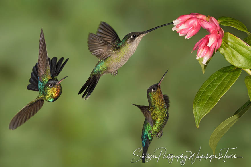 Three Hummingbirds in Costa Rica