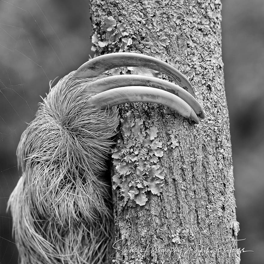 Three Toed Sloth Claw in Black and White