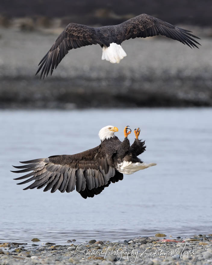 Two Bald Eagles Above an Alaskan River