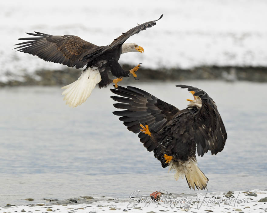 Two Bald Eagles Fighting