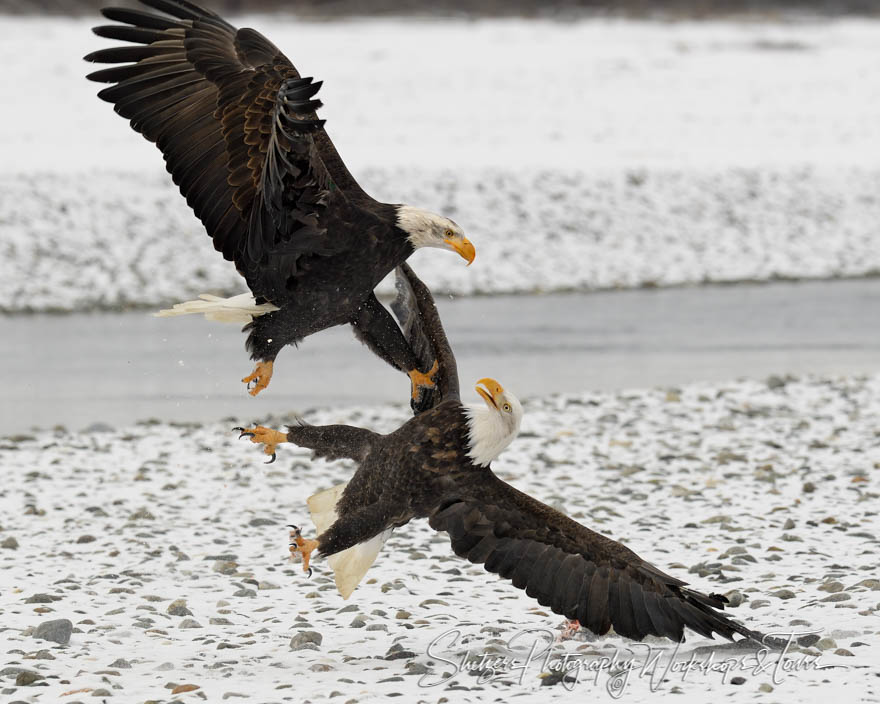 Two Bald Eagles Fighting in Snow