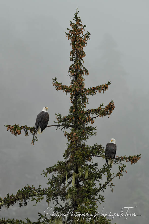 Two Bald Eagles Roost in a Tree