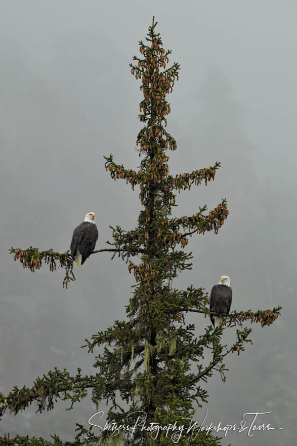 Two Bald Eagles Roost in a Tree 20191103 155623