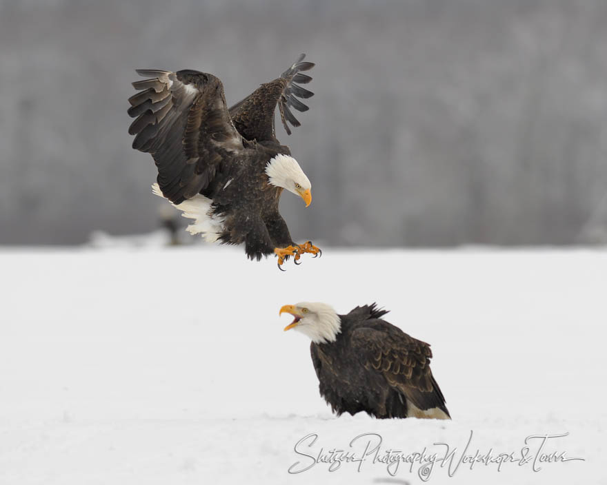 Two Bald Eagles in Snowy Alaskan Field 20181117 125048