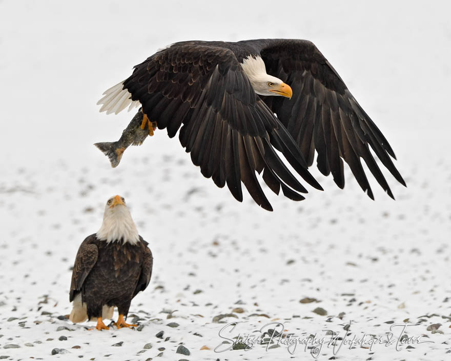Two Bald Eagles in the Snow