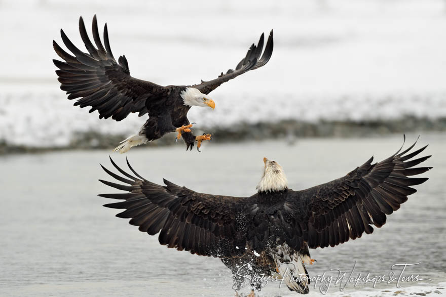 Two Bald Eagles on the Water