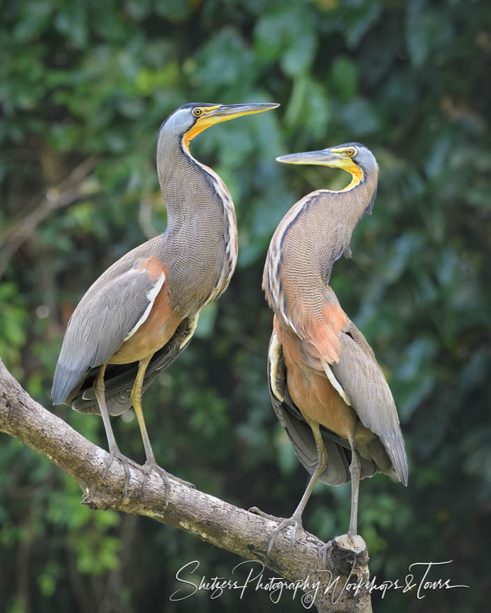 Two Bare Throated Tiger Herons in Tortuguero National Park