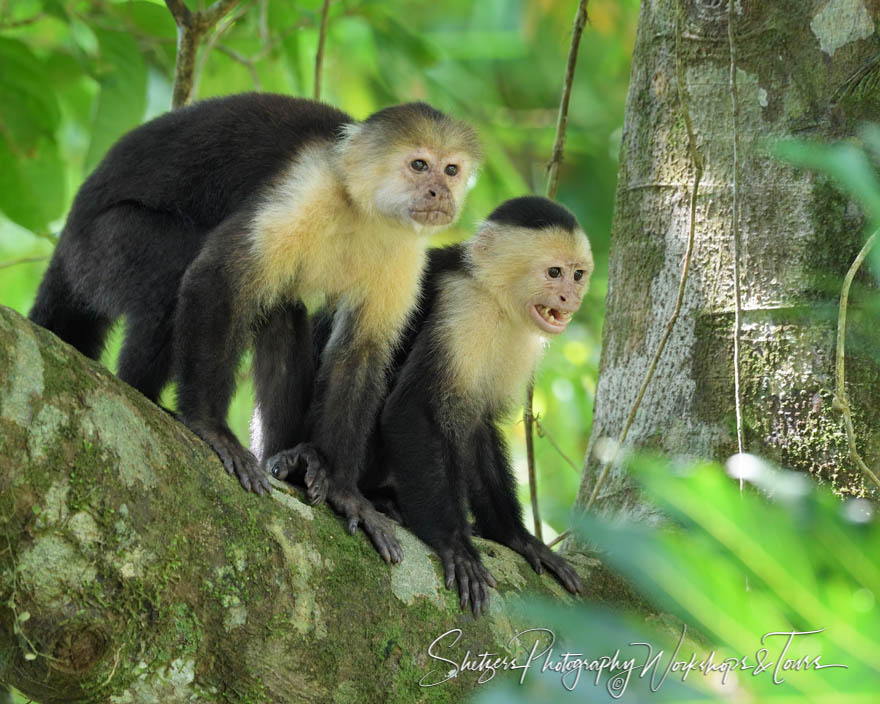 Two Capuchin Monkeys in Costa Rica