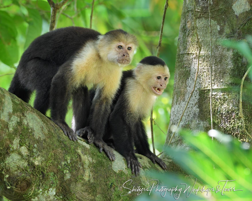 Two Capuchin Monkeys in Costa Rica 20190410 082854