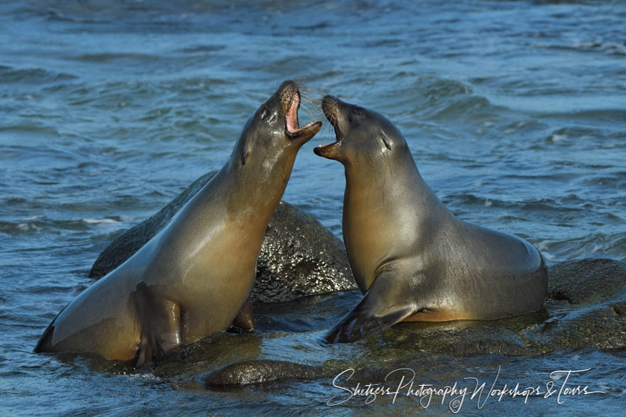 Two Galapagos Sea Lions Barking 20200224 062105