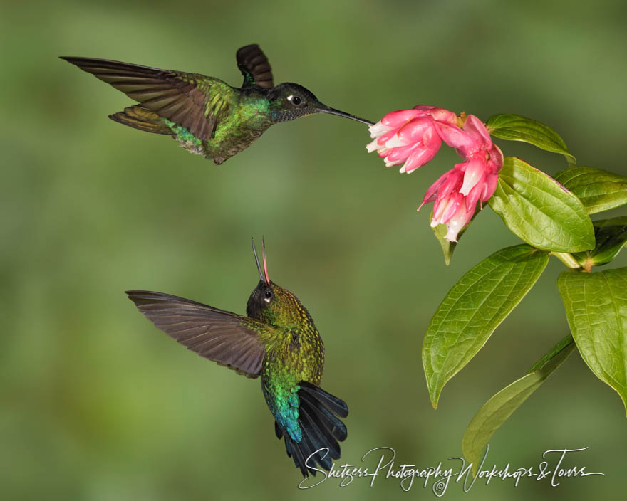 Two Hummingbird Species in Costa Rica