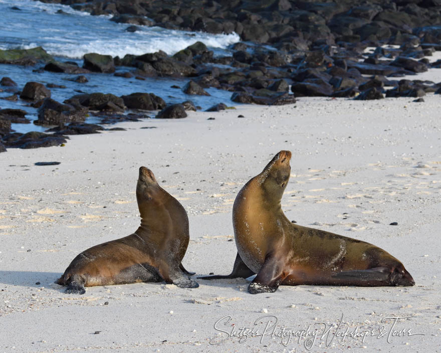 Two Sea Lions Raising Heads 20200224 064526