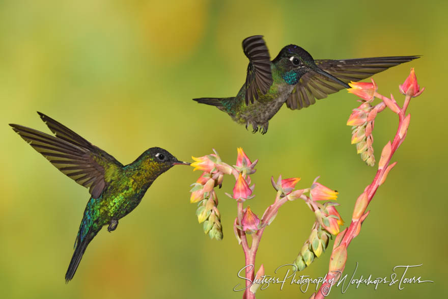 Two Talamanca Hummingbirds Drinking Nectar