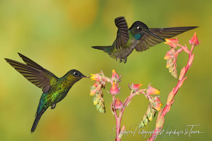 Two Talamanca Hummingbirds Drinking Nectar 20190412 114927