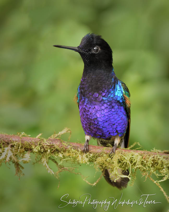 Velvet Purple Coronet Hummingbird Photo