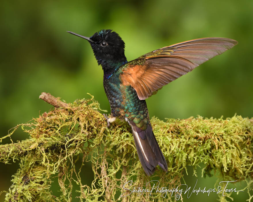 Velvet Purple Coronet Spreading Wings 20190529 072108