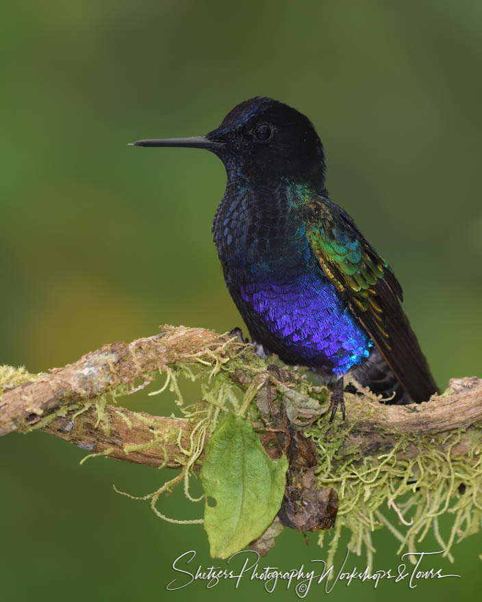 Velvet Purple Coronet in the Cloud Forests of Ecuador
