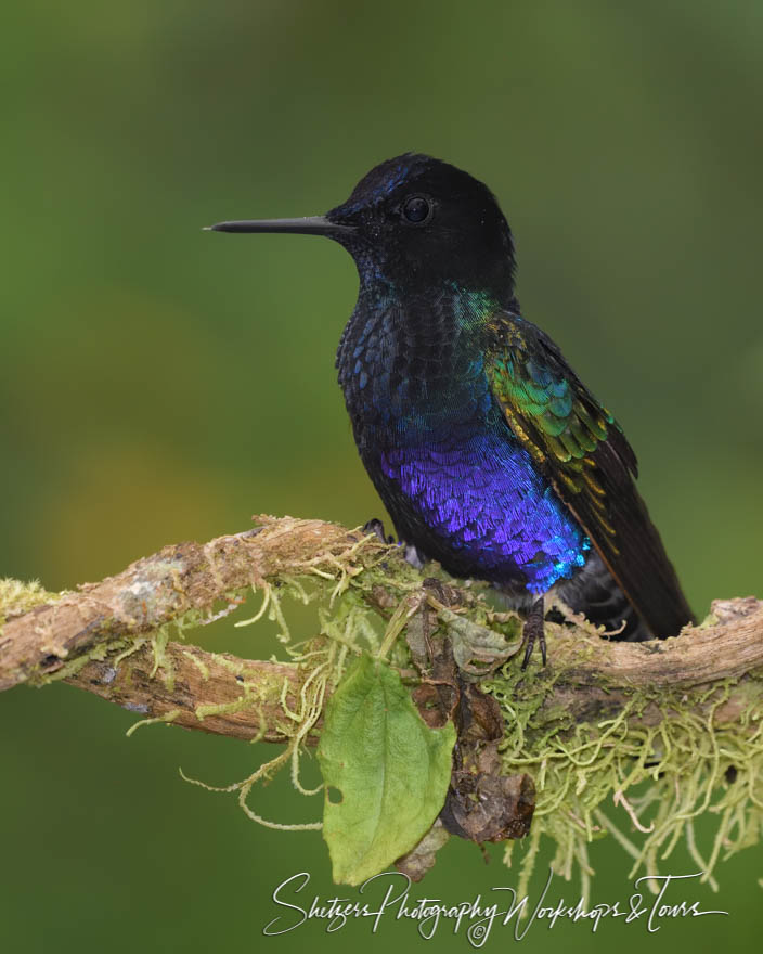 Velvet Purple Coronet in the Cloud Forests of Ecuador 20190522 091805