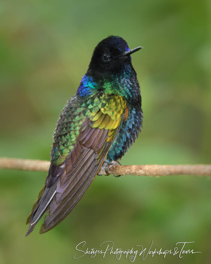 Velvet Purple Coronet on a Branch in the Cloud Forest 20190522 092440