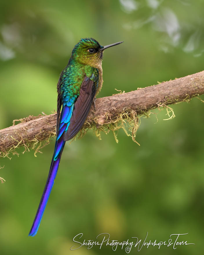 Violet Tailed Sylph Hummingbird 20190529 084212