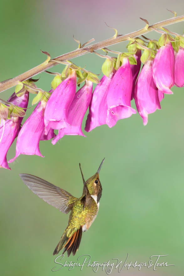 Volcano Hummingbird 20190412 124405