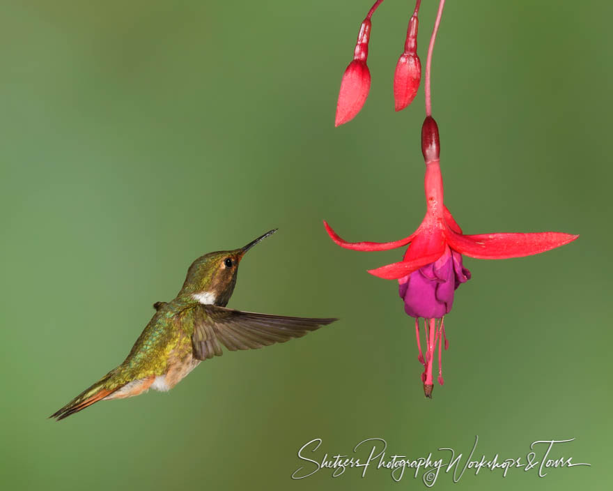 Volcano Hummingbird and Flower 20190412 134559