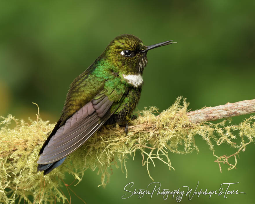 Wedge Billed Hummingbird in Ecuador