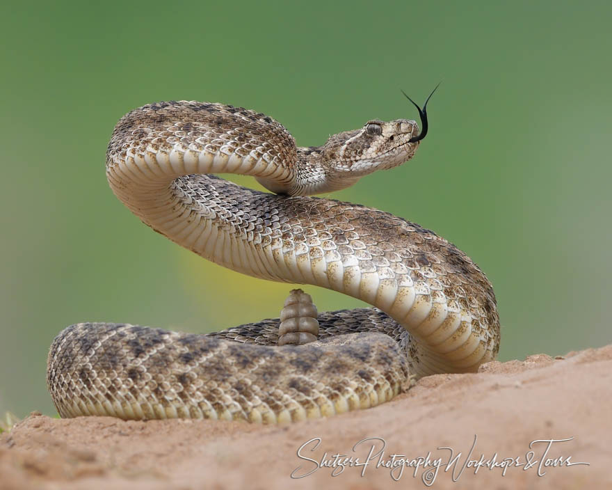 Western Diamondback Rattlesnake in South Texas 20170327 101437