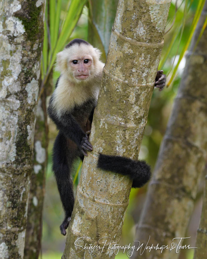 White Faced Capuchin Monkey 20180331 080252