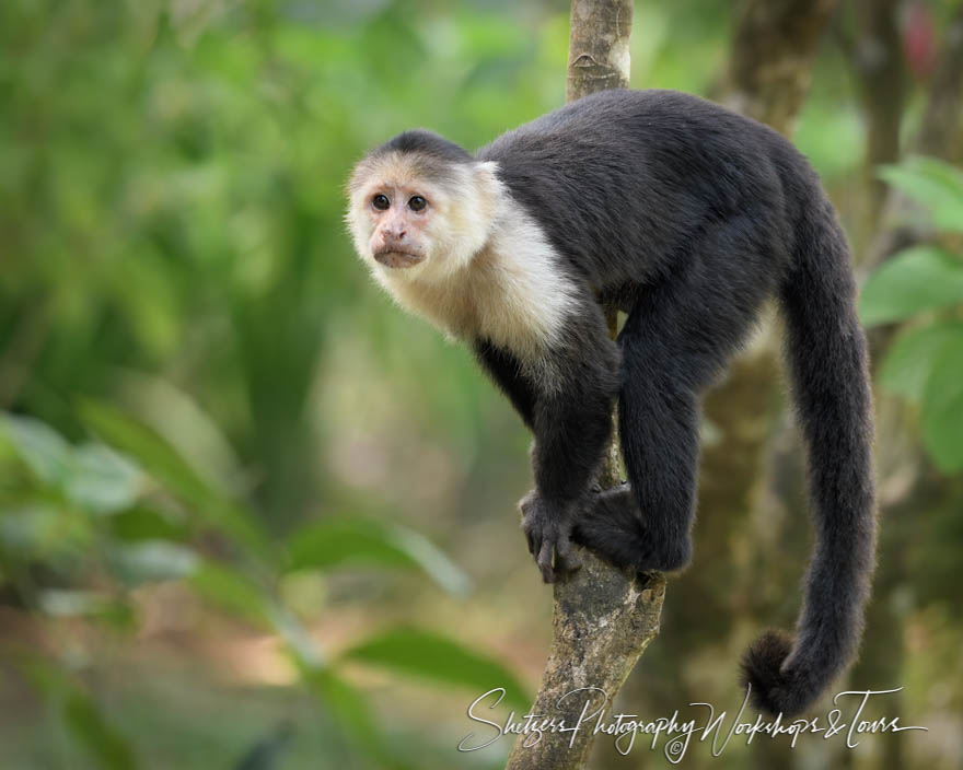 White Headed Capuchin Monkey 20190408 082750