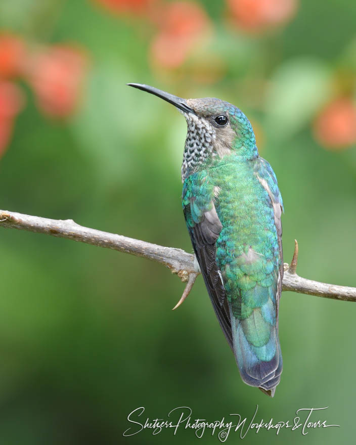 White Necked Jacobin Female 20180414 102956