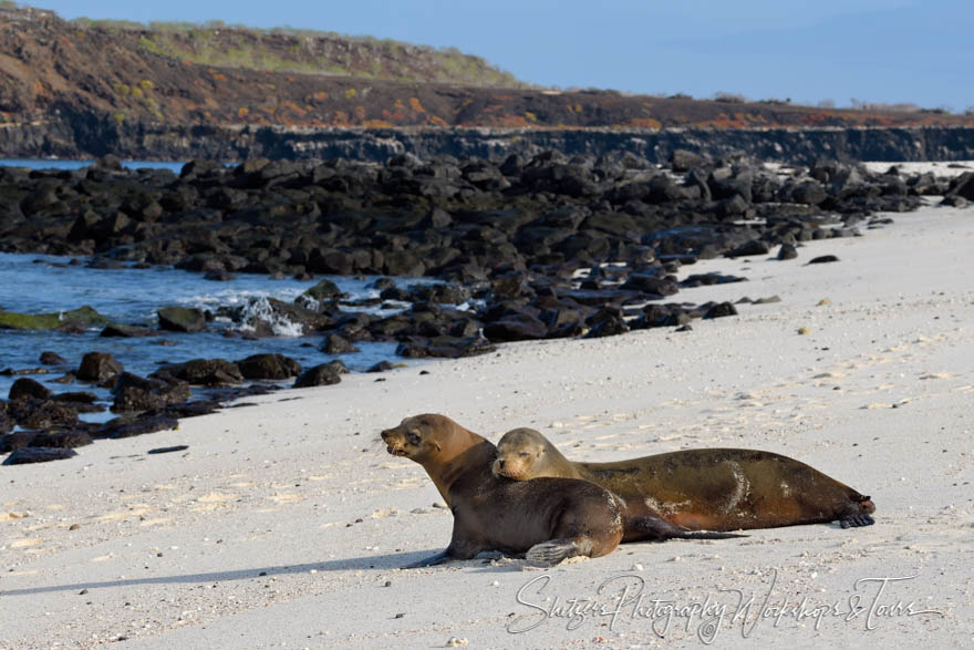 White Sand Beach with Sea Lions