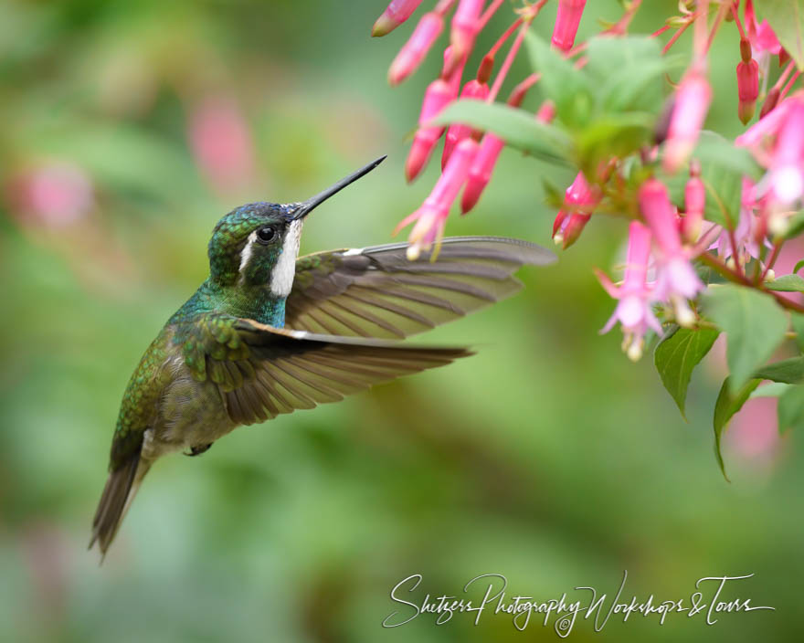 White Throated Mountain Gem Hummingbird 20180416 113457