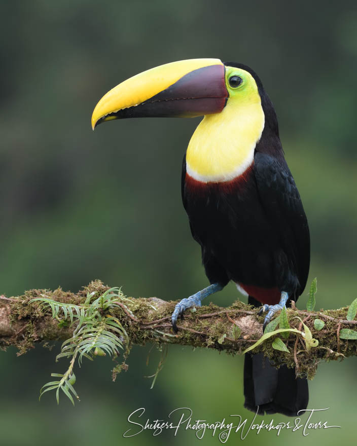 Yellow Throated Toucan in Costa Rica