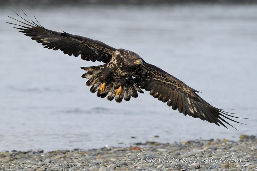 Young Bald Eagle in Flight 20191102 122105