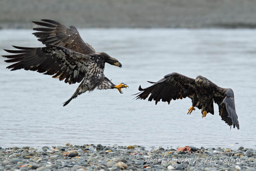 Young Bald Eaglet and Fish 20191103 110007